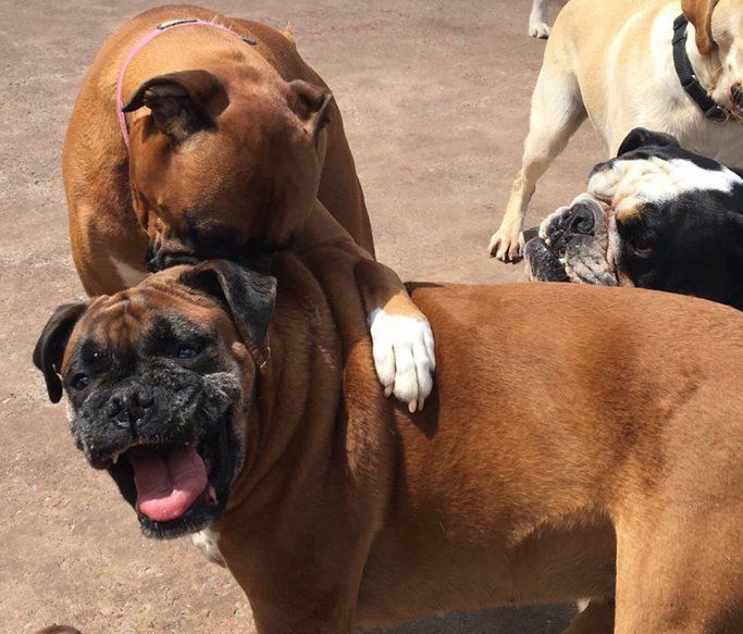 A Dogs Day Out 15