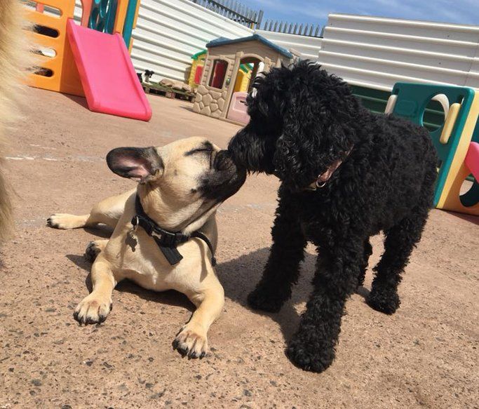 A Dogs Day Out 3