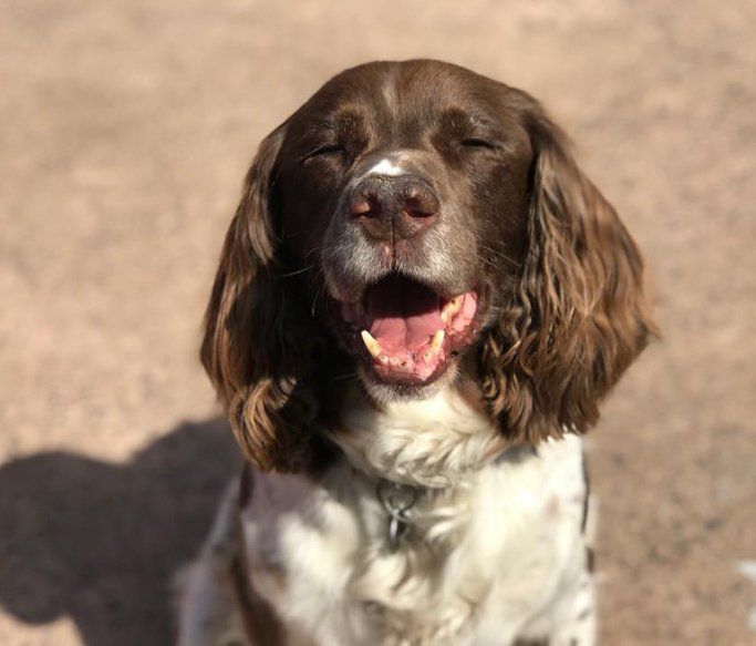 A Dogs Day Out 4