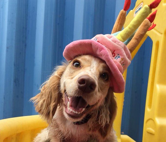 A Dogs Day Out 5