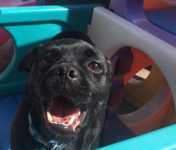 A Dogs Day Out 6