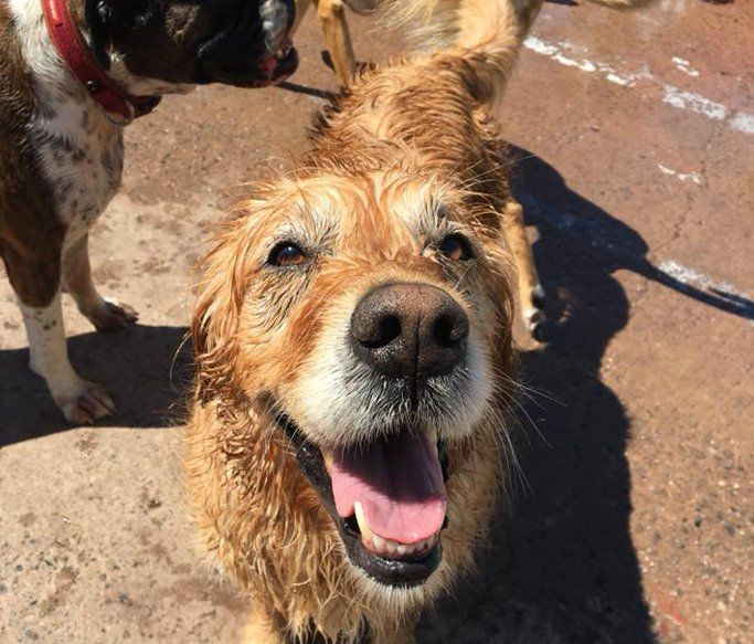 A Dogs Day Out 7