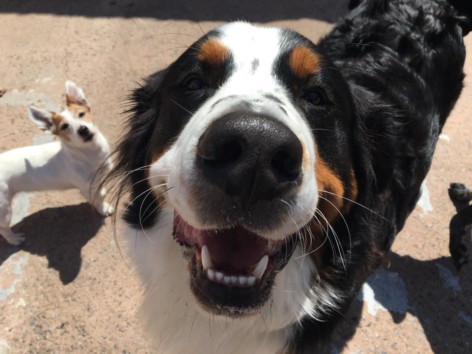 Dog Day care 1
