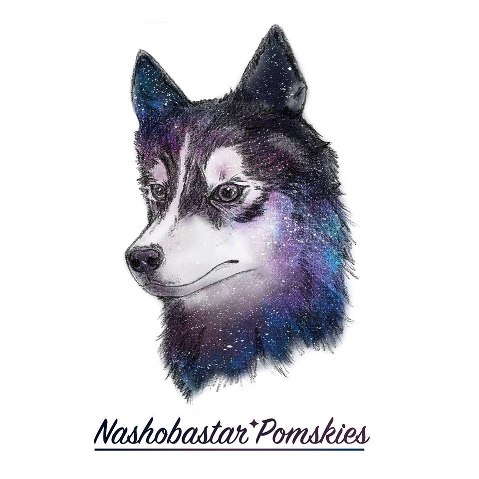 Nashobastar Pomskies UK Pomsky Breeder