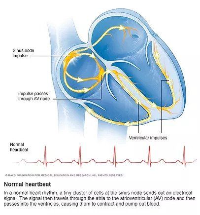 normal heartbeat