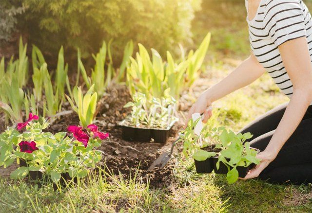 Yard, Landscaping