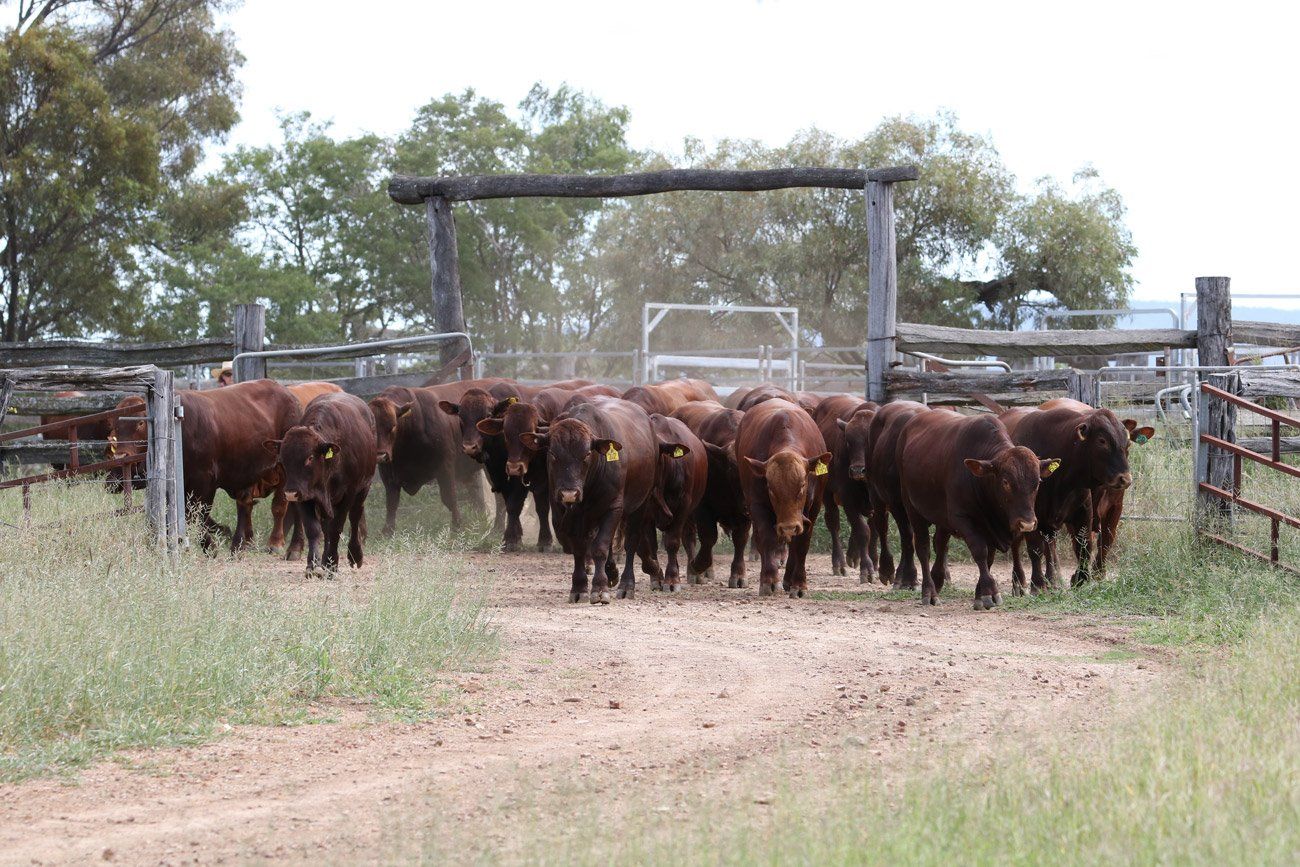 cows