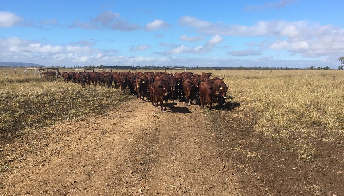 cows-grazing