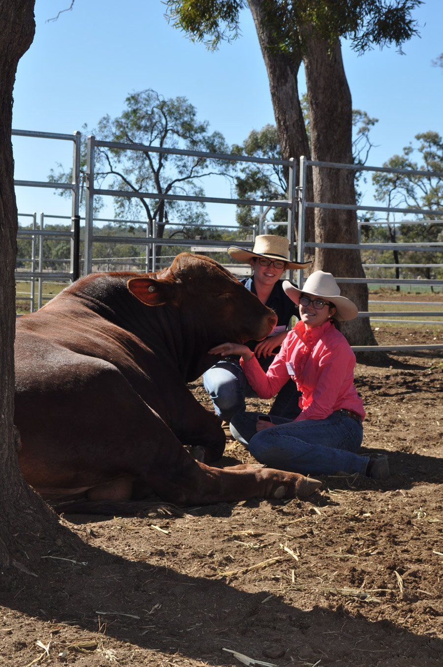 cow with two girls