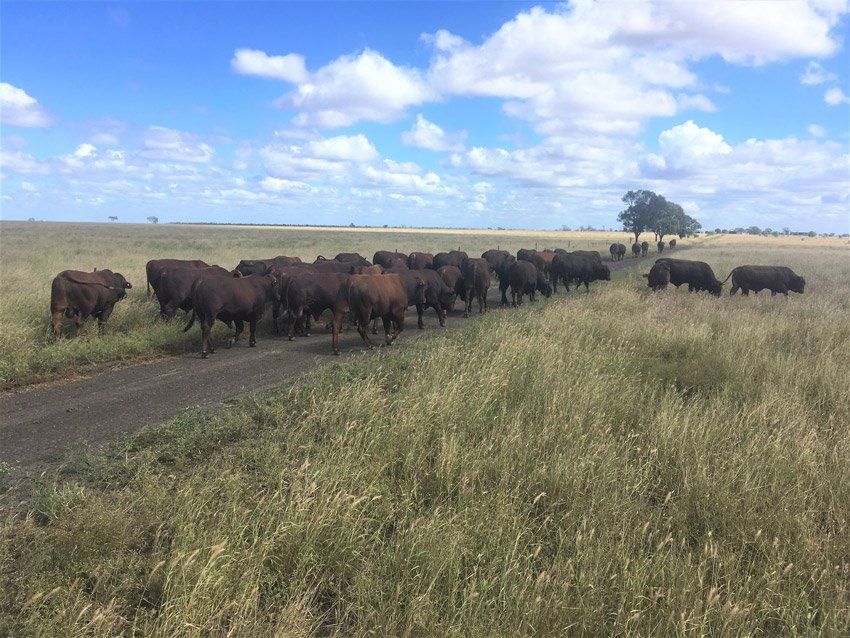 cows walking
