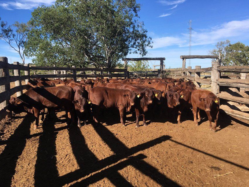 cows with fence