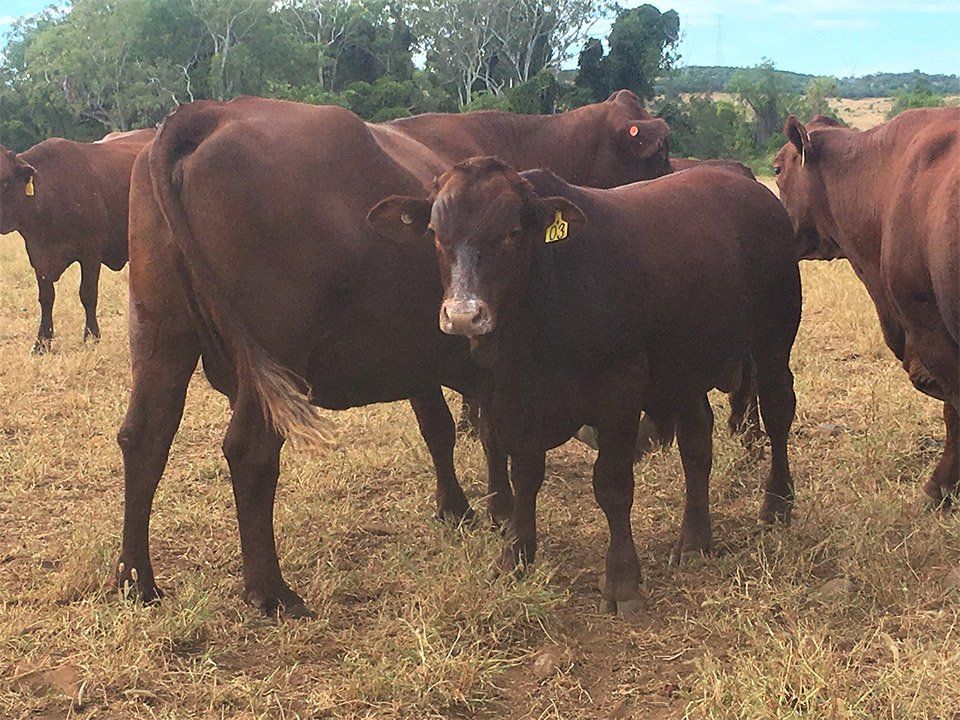 cows