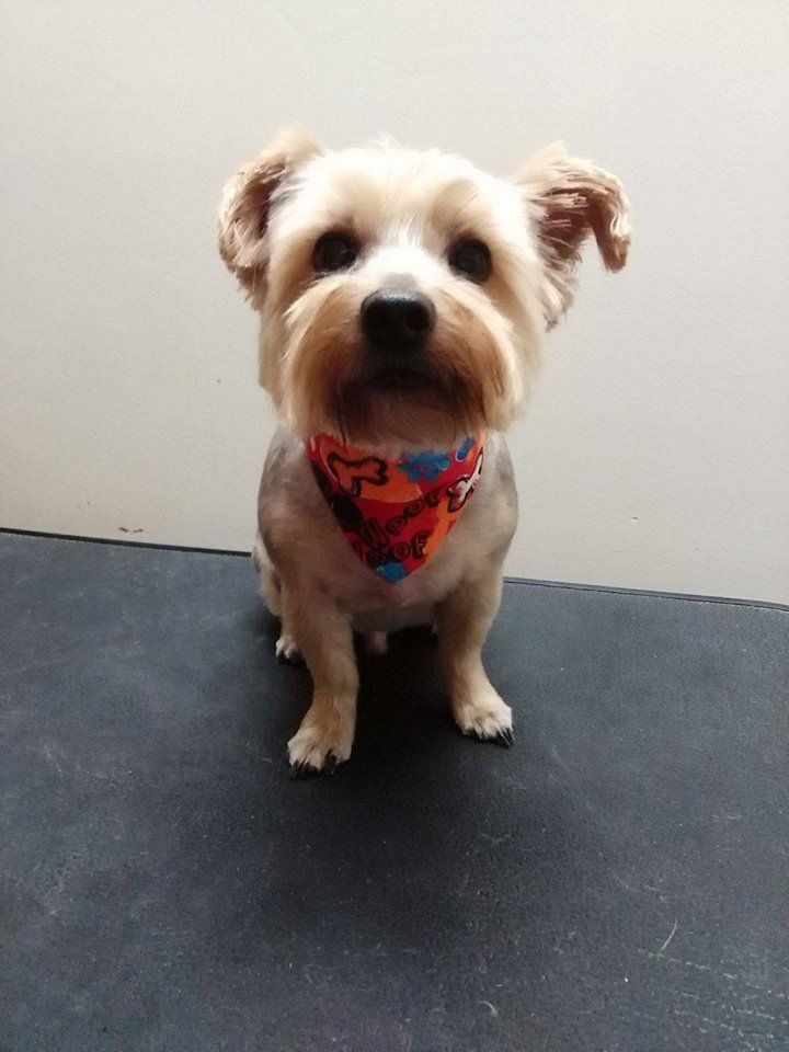 A small dog wearing a bandana is sitting on a black surface.