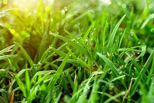 Bermuda Grass