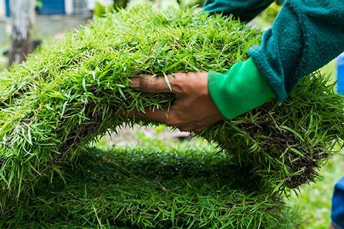 Man Holding Grass