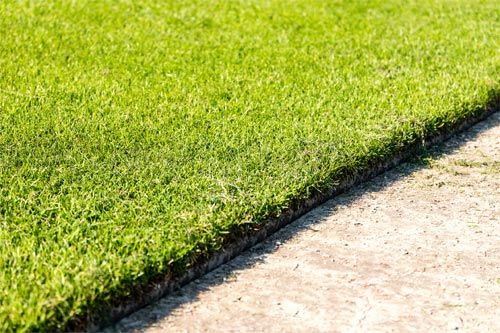 Cutted Bermuda Sod