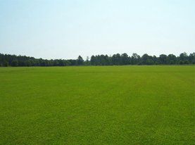 Get Educated About Turf