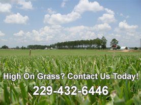 Expert Lawn Maintenance in Albany Expert Lawn Maintenance in Albany
