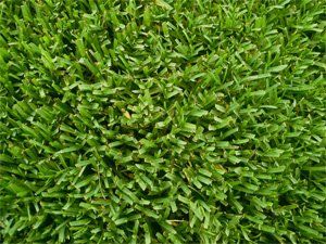 Bermuda Grass Bermuda Grass