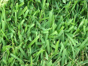 Zoysia Grass Zoysia Grass