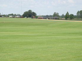 Natural Athletic Sod