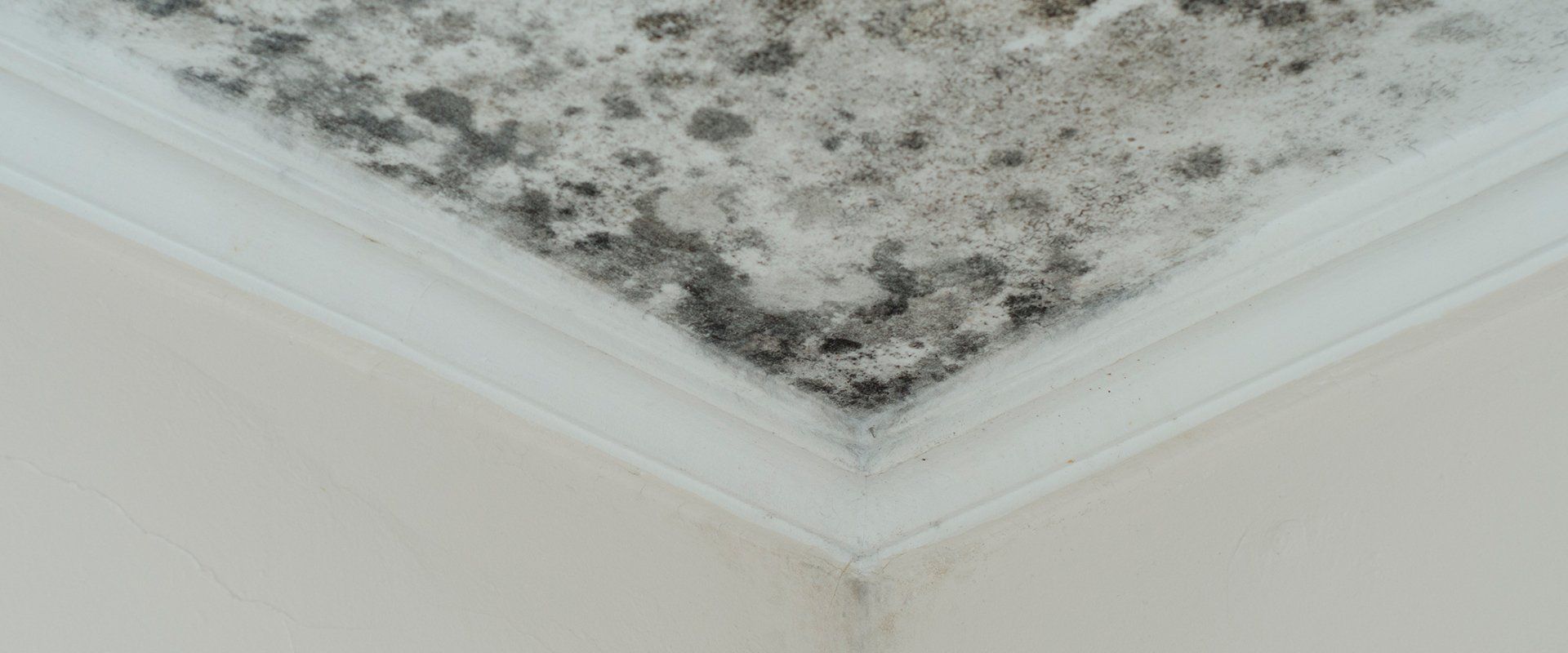 Mold growing on the corner of a ceiling, with white trim and a beige wall.