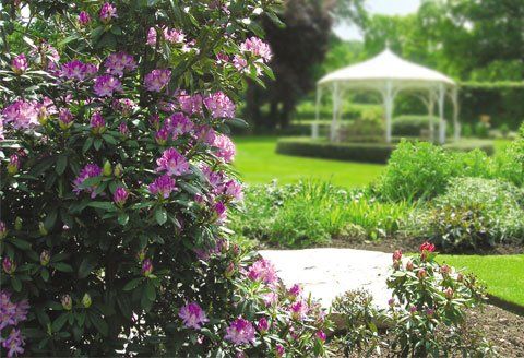 Image of a well-presented garden with a bush in the foreground and marquee and lawn out of focus in the background