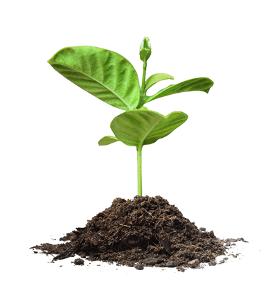 small plant