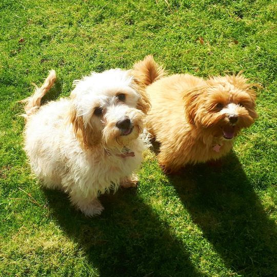 Two cute dogs smiling