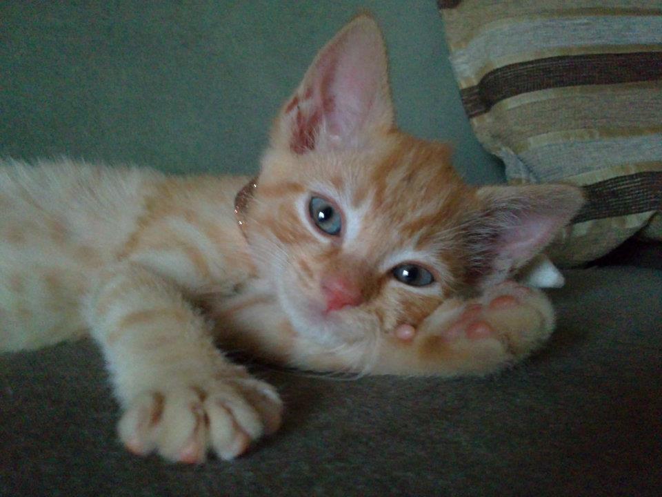 Cat sitting service in Crewe. Image of a ginger tabby kitten