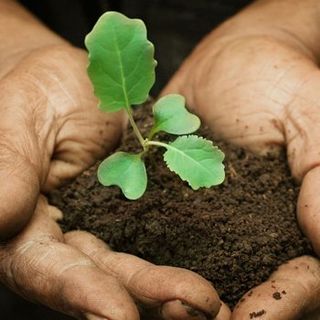 soil