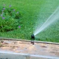 A sprinkler is spraying water on a lush green lawn.
