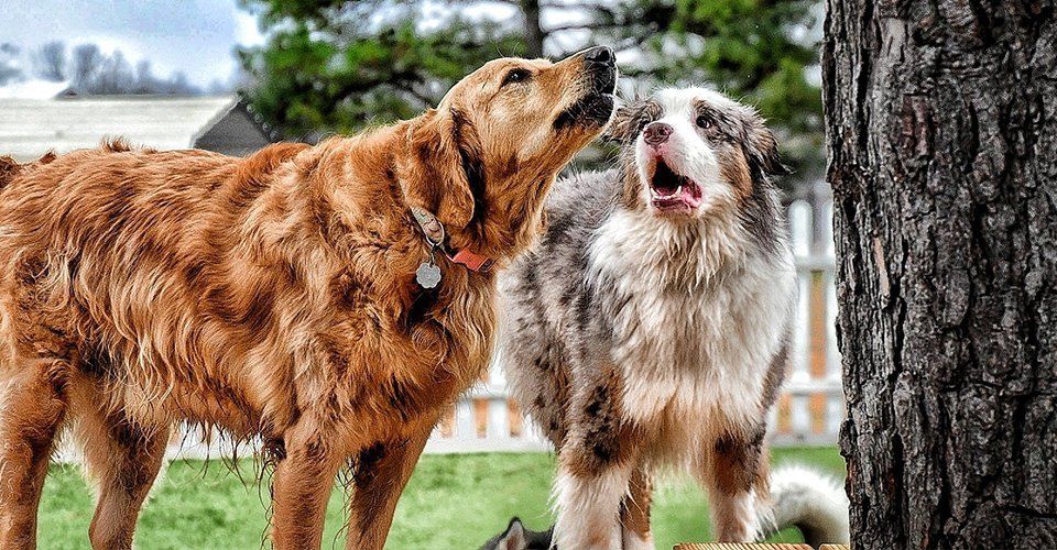 Dog Boarding