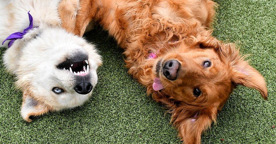 Dogs