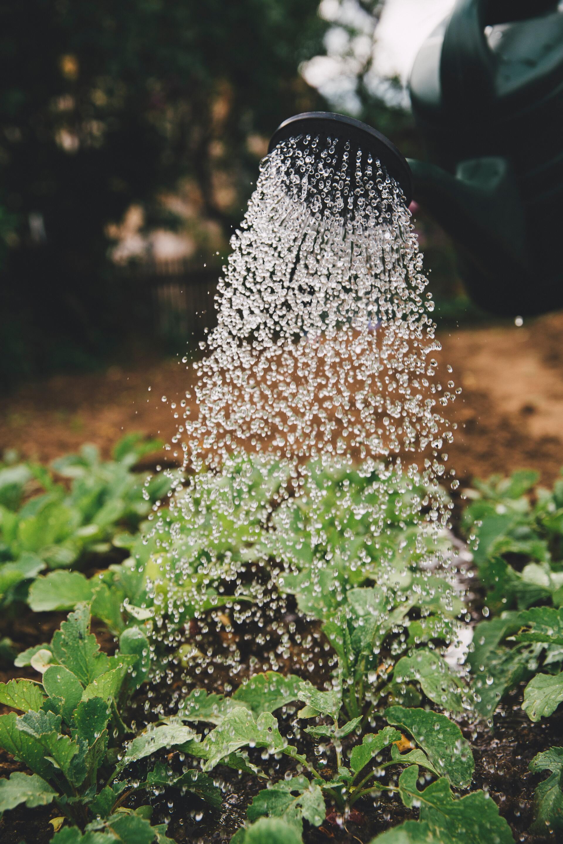 Het besproeien van tuinplanten met een zwarte gieter.