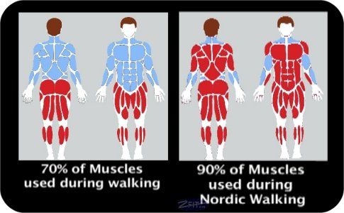 A diagram of muscles used during walking and nordic walking