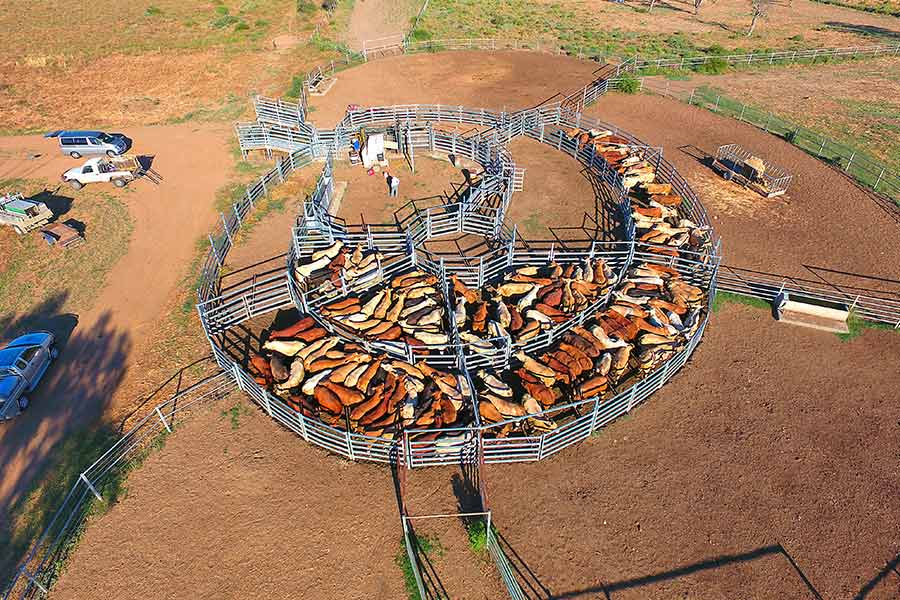 Cattle Yard — Stockfeed And Rural Supplies in Mount Larcom, QLD