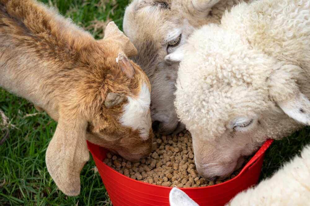 Goat Feeding — Stockfeed And Rural Supplies in Mount Larcom, QLD