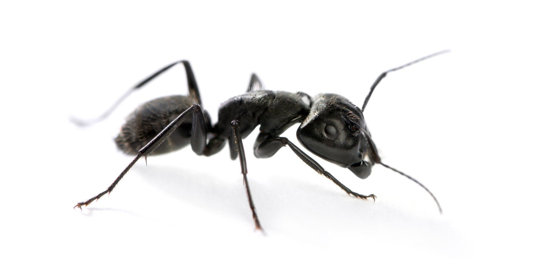 Fresno Ant Control