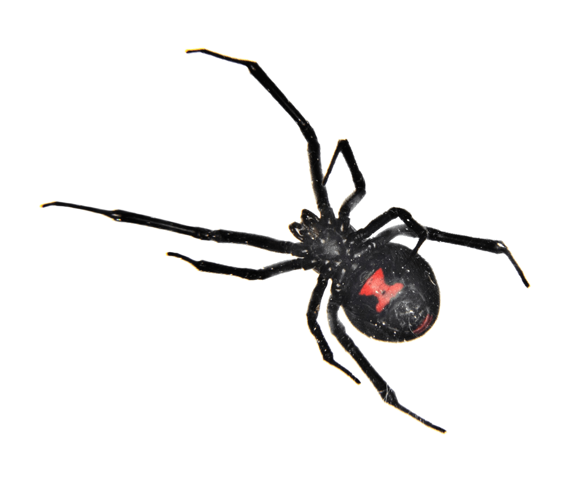 Fresno Black Widow Control