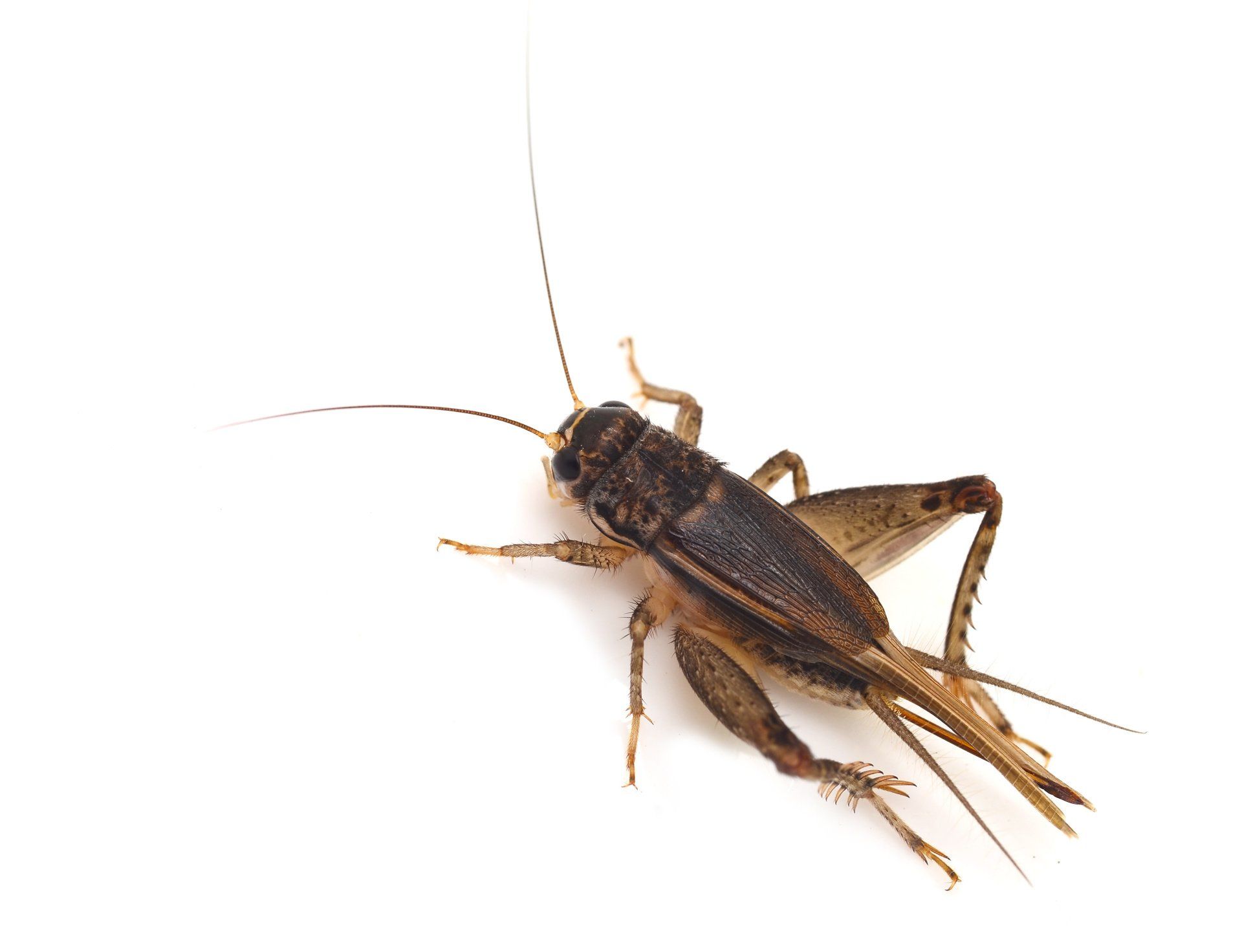 Fresno Cricket Control