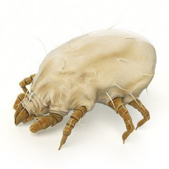 Fresno Mite Control