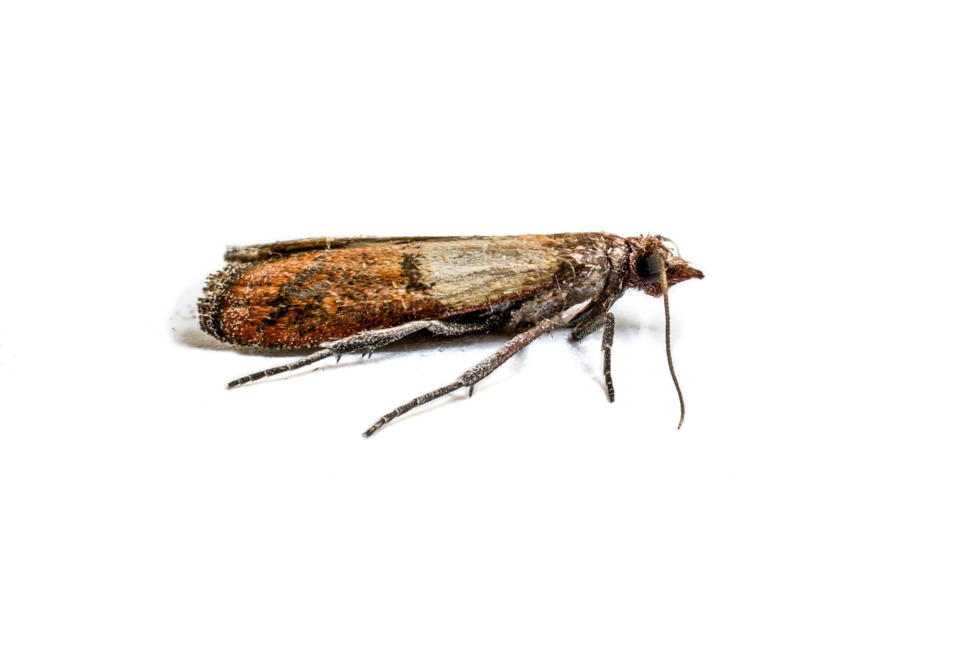 Fresno Moth Control
