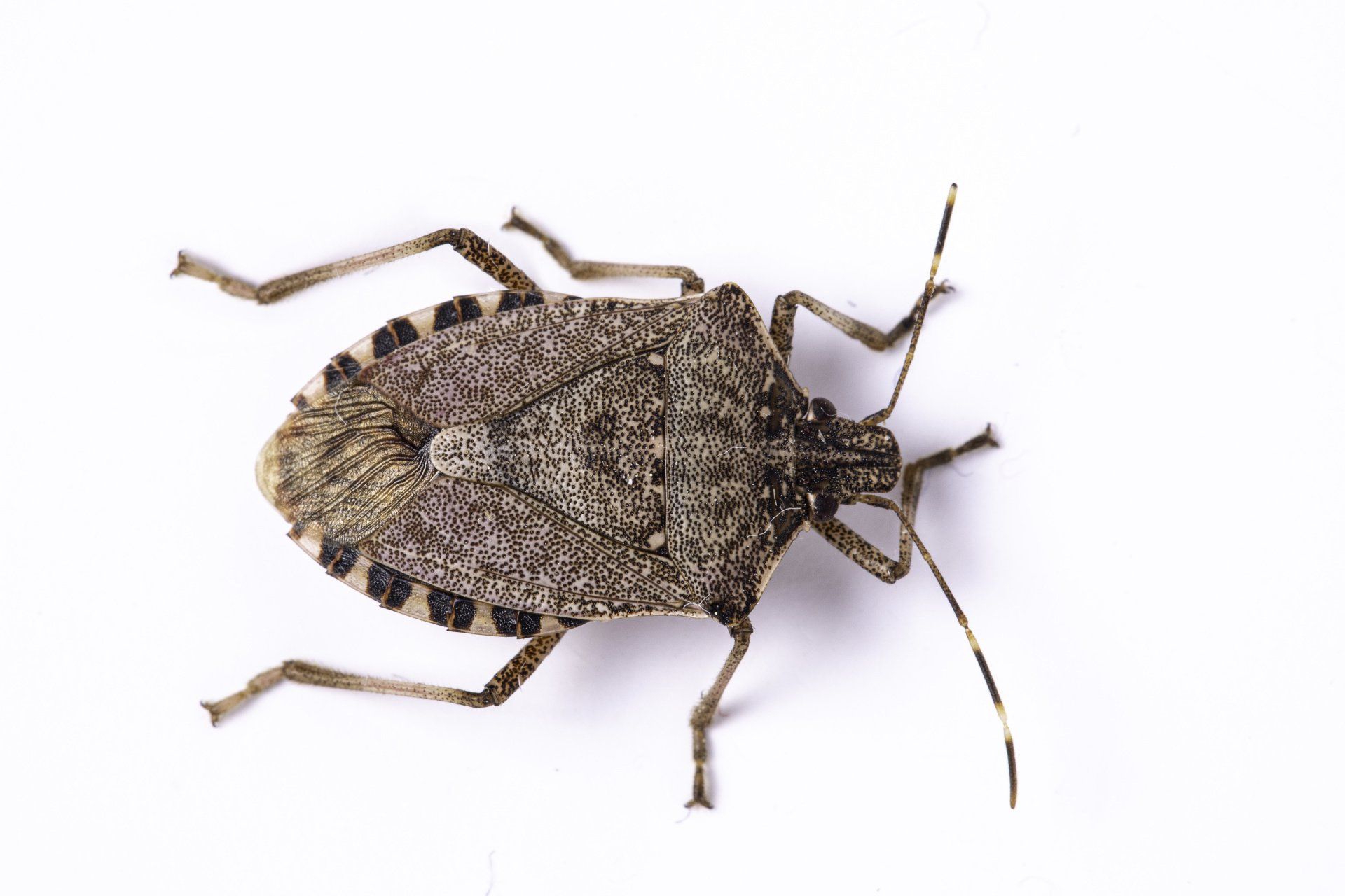 Fresno stink bug control