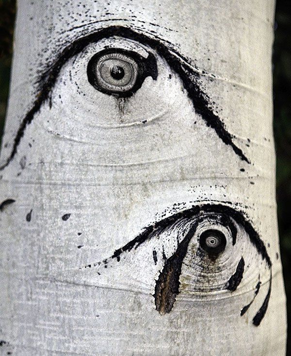 a composite image and aspen tree with chicken eyes inserted into tree knots. Multi-exposure.
