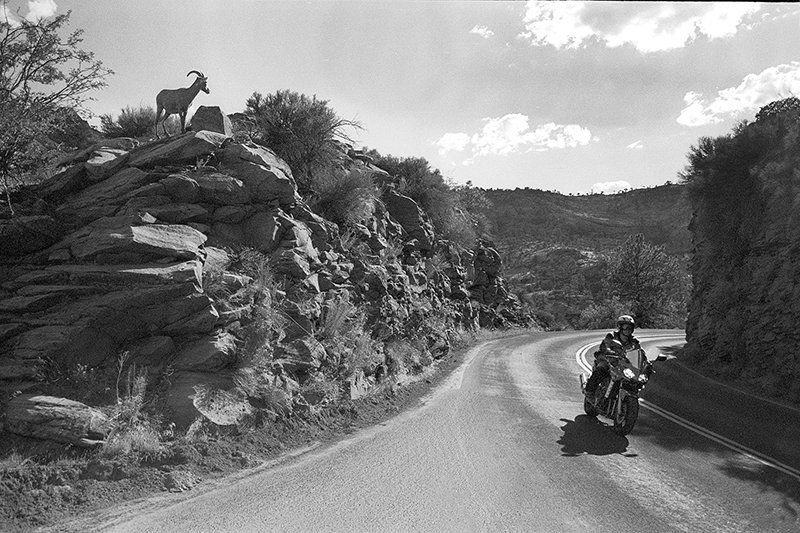 a documentary photo of a mountain goat watching a motorcycle in Utah.
