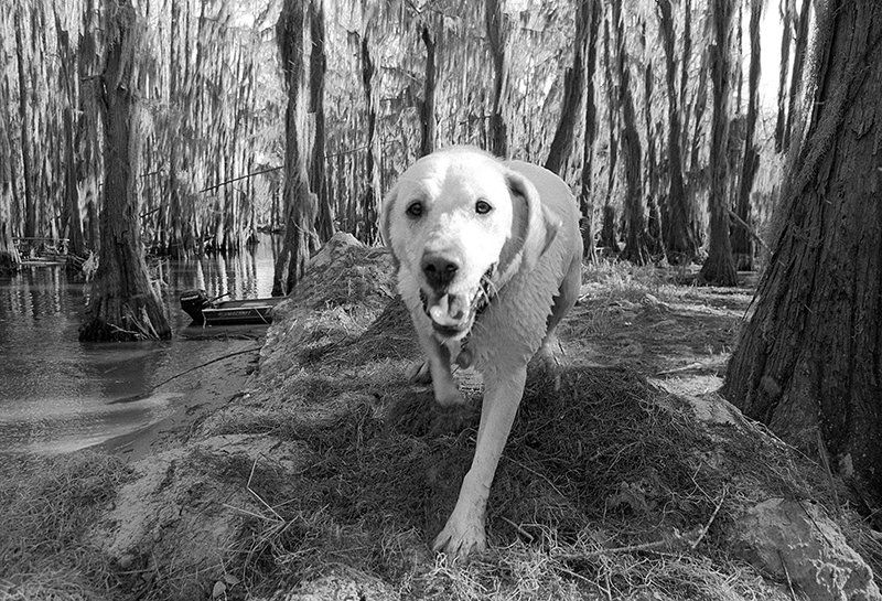 a documentary photo of a yellow labrador retriever at Caddo Lake, near the town of Uncertain, Texas