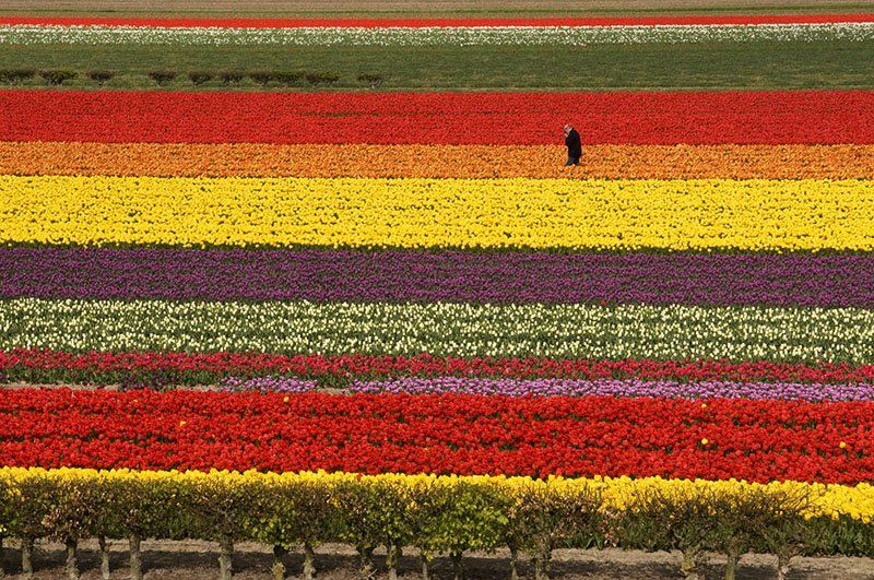 photo of person walking in multi-colored tulips