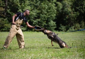 A dog trainer with a dog in a field.