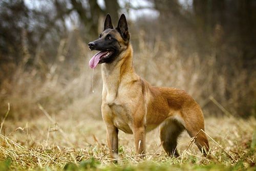 Trained Protection Dogs Trained Protection Dogs